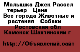 Малышка Джек Рассел терьер › Цена ­ 40 000 - Все города Животные и растения » Собаки   . Ростовская обл.,Каменск-Шахтинский г.